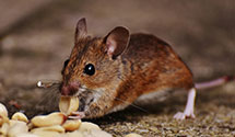 24 Hour & Emergency Exterminators in Scottville, IL